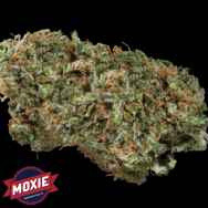 Moxie Seeds VCDC